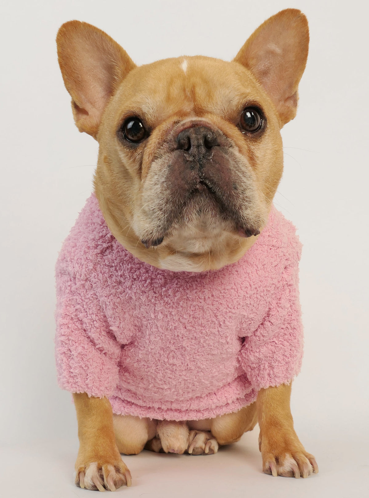Coco Dog Sweater